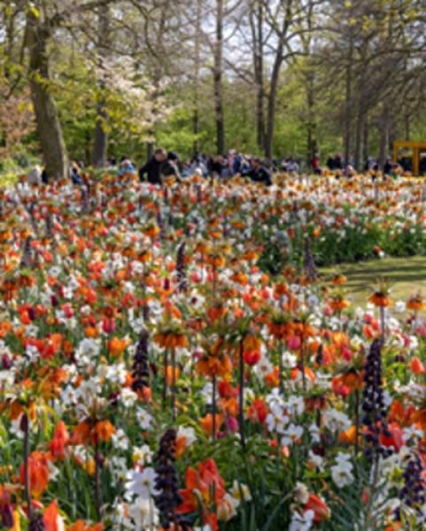 Eyecatcher Velvet (Keukenhof 2023) -a